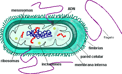 bacteria gif