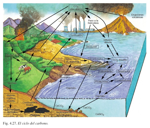 Ciclo Del Carbono