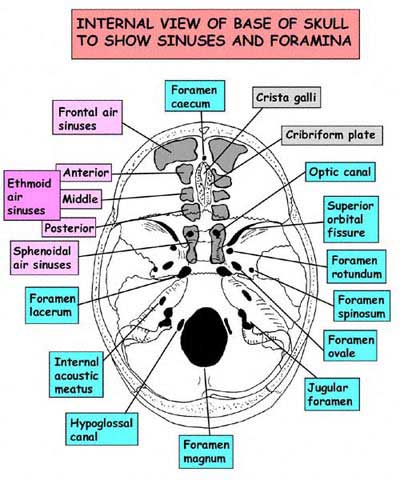 Lacrimal Foramen