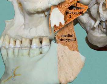 internal pterygoid
