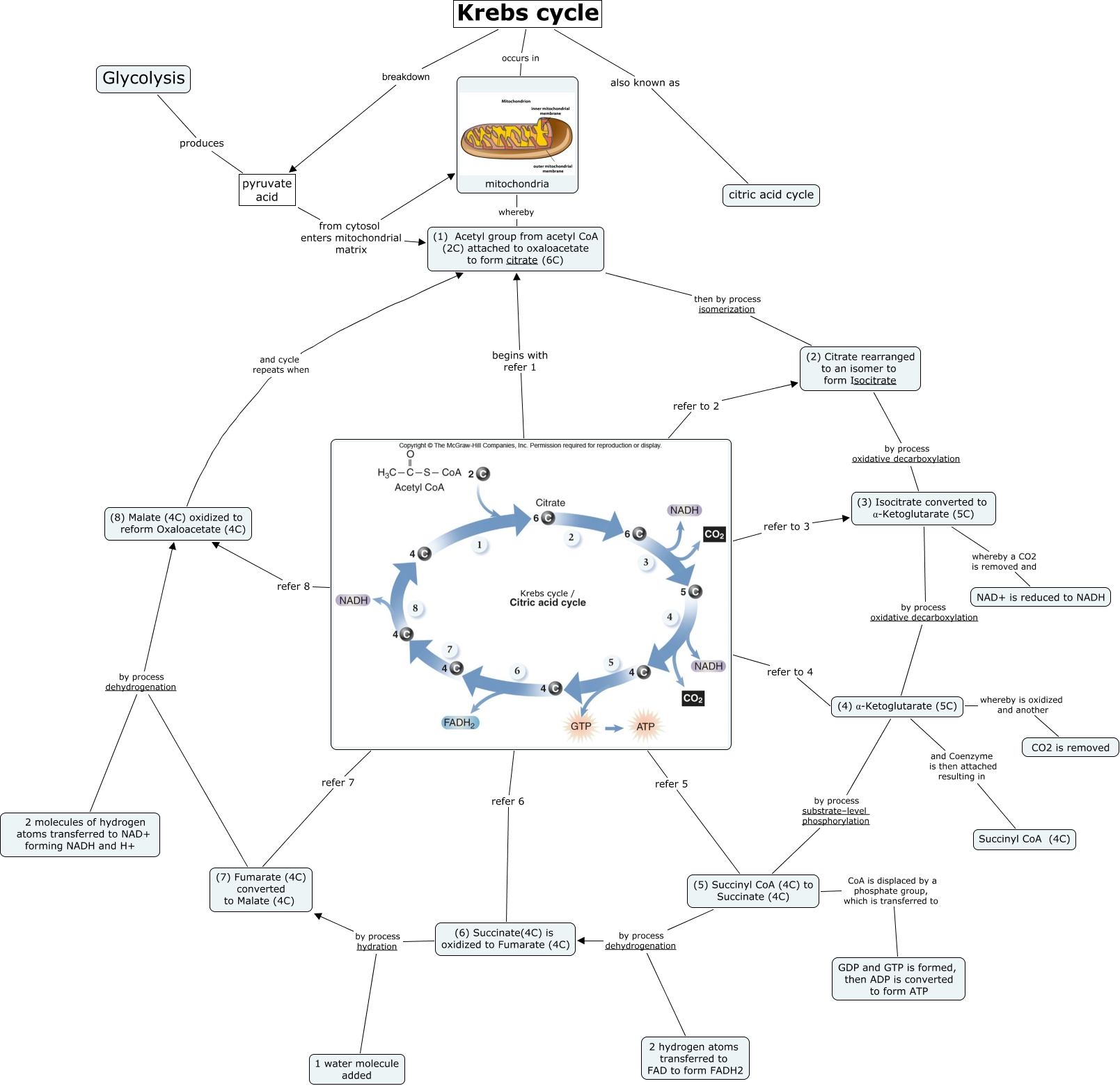 krebs_cycle