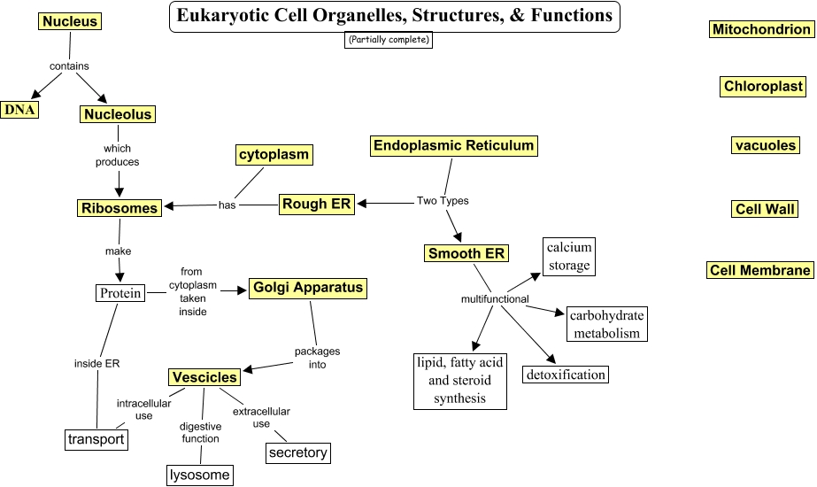 eukaryotic cell