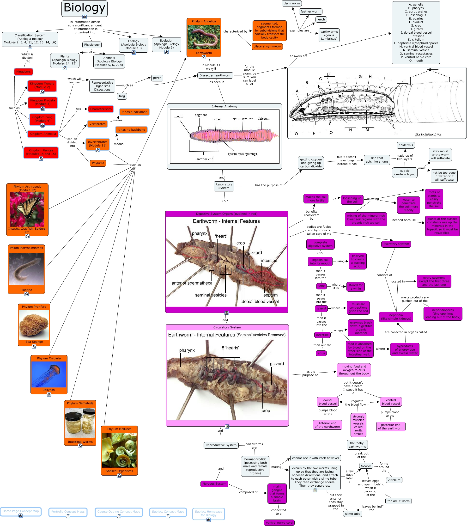 Phylum Annelida