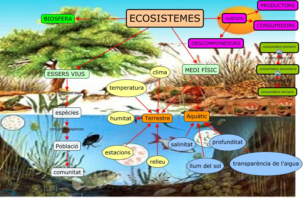 ECOSISTEMES