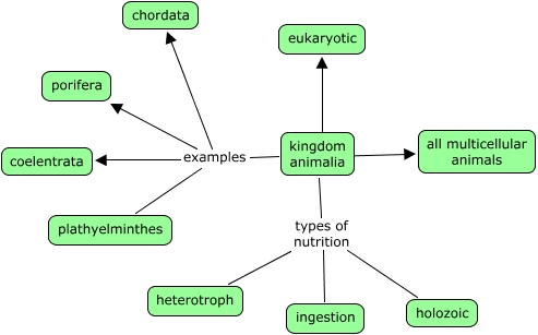 animalia