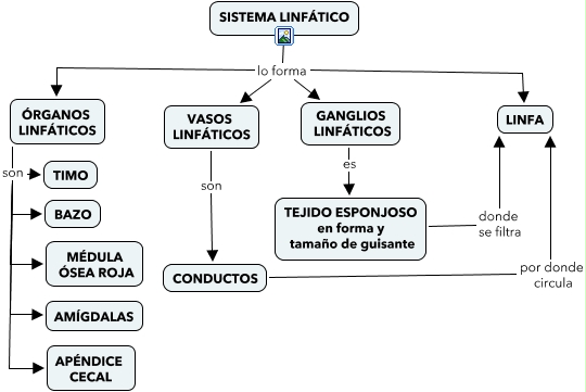 TEJIDO LINFATICO 4%20Las%20defensas%20del%20organismo%20(I)%20el%20sistema%20linf%C3%A1tico