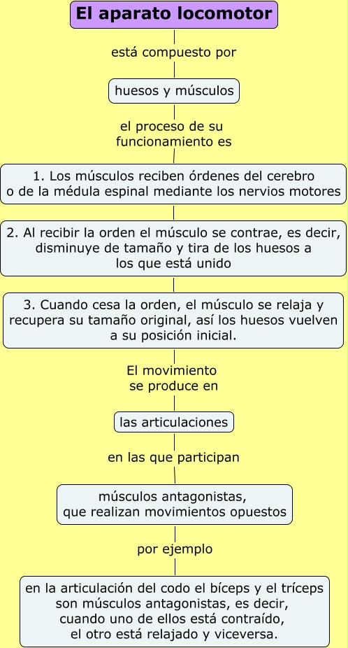 Resultado de imagen de El aparato locomotor recibe las órdenes y realiza los movimientos.