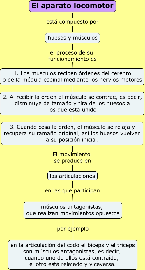 Resultado de imagen de El aparato locomotor recibe las órdenes y realiza los movimientos.