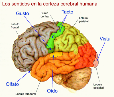 Sistema neurologico anatomia e fisiologia