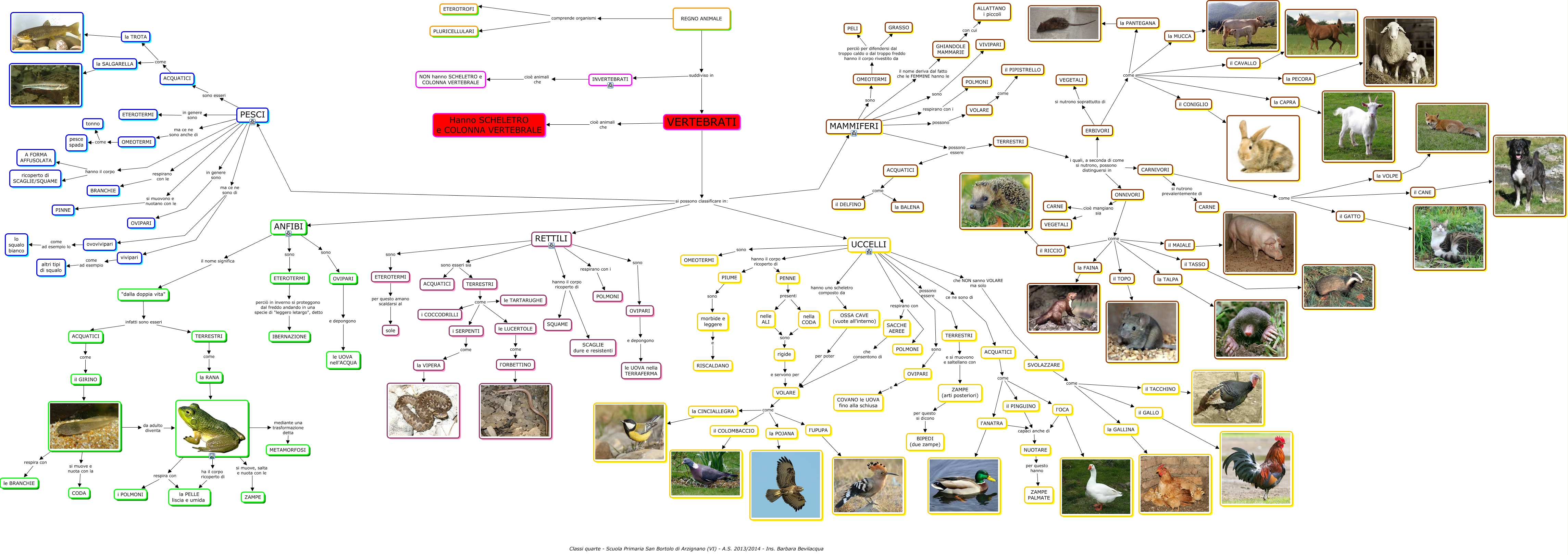 Differenza Tra Animali Vertebrati E Invertebrati