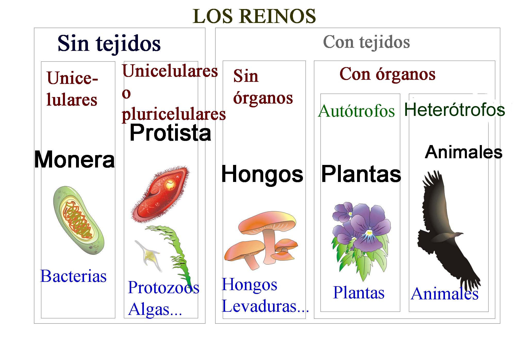 Resultado de imagen de clasificacion seres vivos reinos