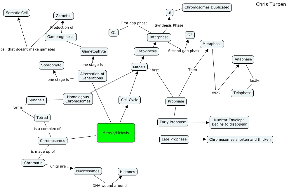 Part A Meiosis Concept Map artlolz
