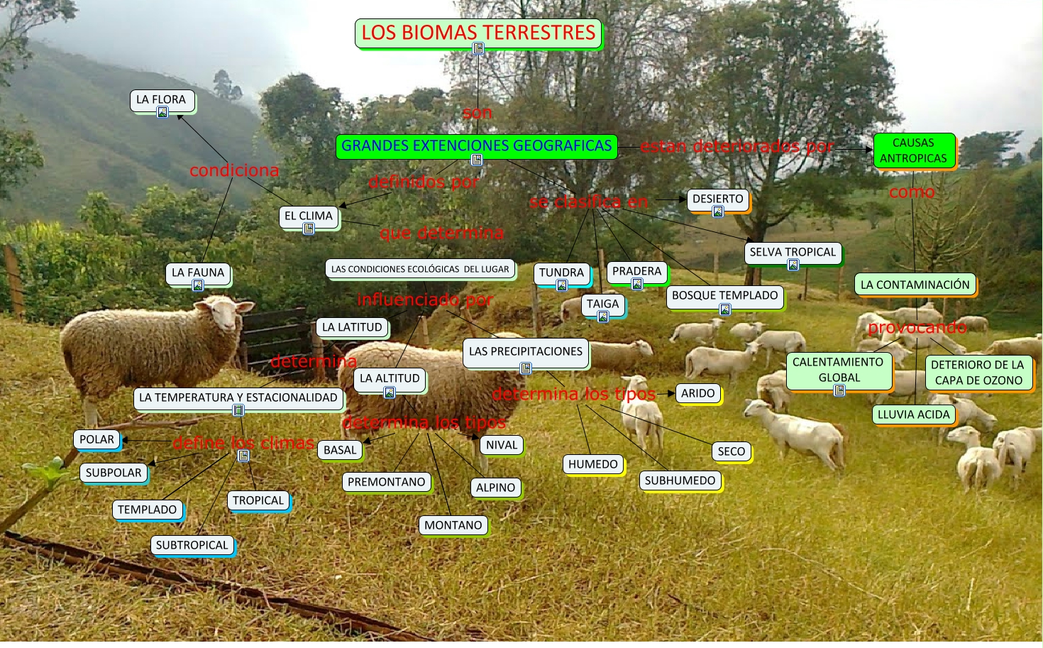 MAPA CONCEPTUAL LOS BIOMAS TERRESTRES - ¿cuales son los biomas terrestres?