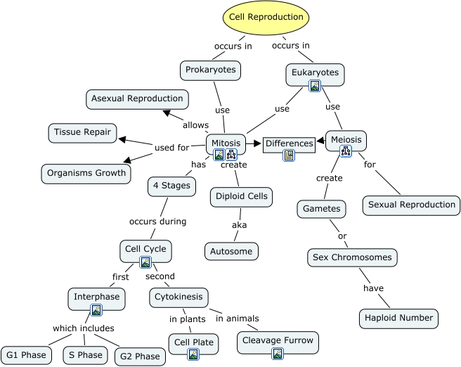 cell reproduction ch