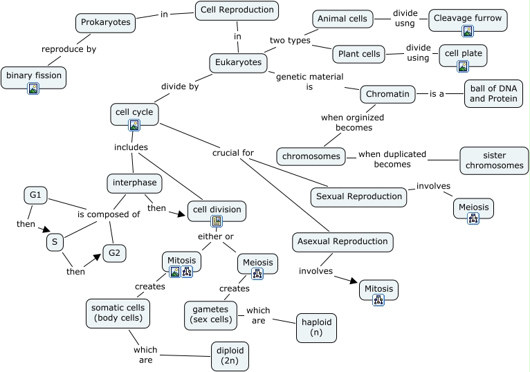 VP HL Cell Repro cmap