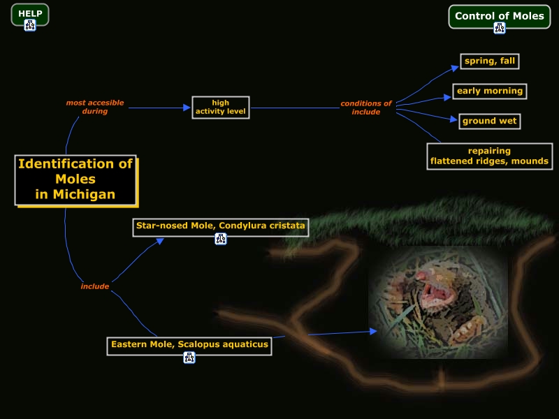 moles_michigan