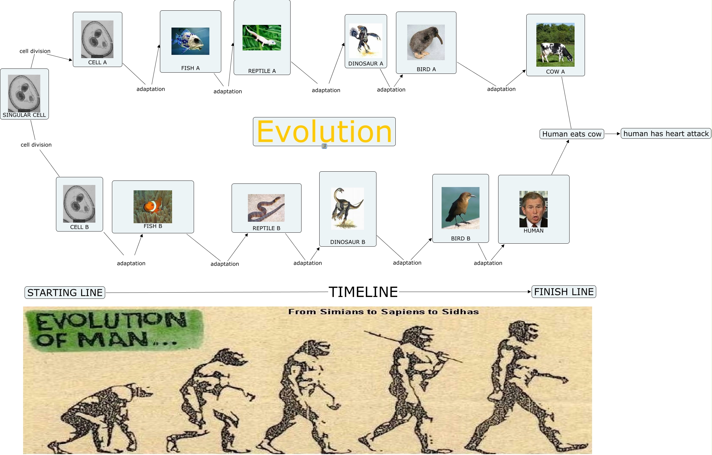 evolution