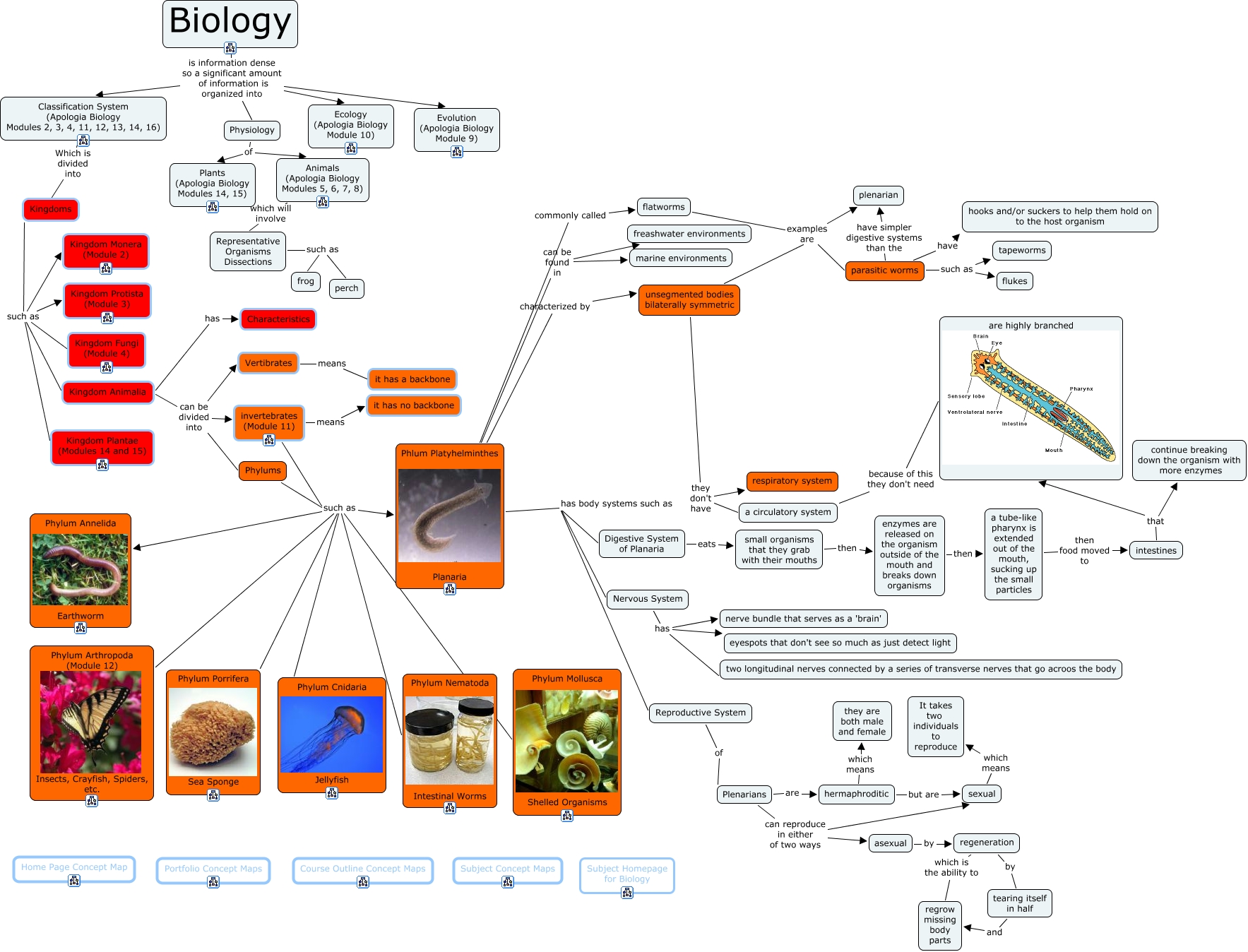 Phylum Plthylminthes
