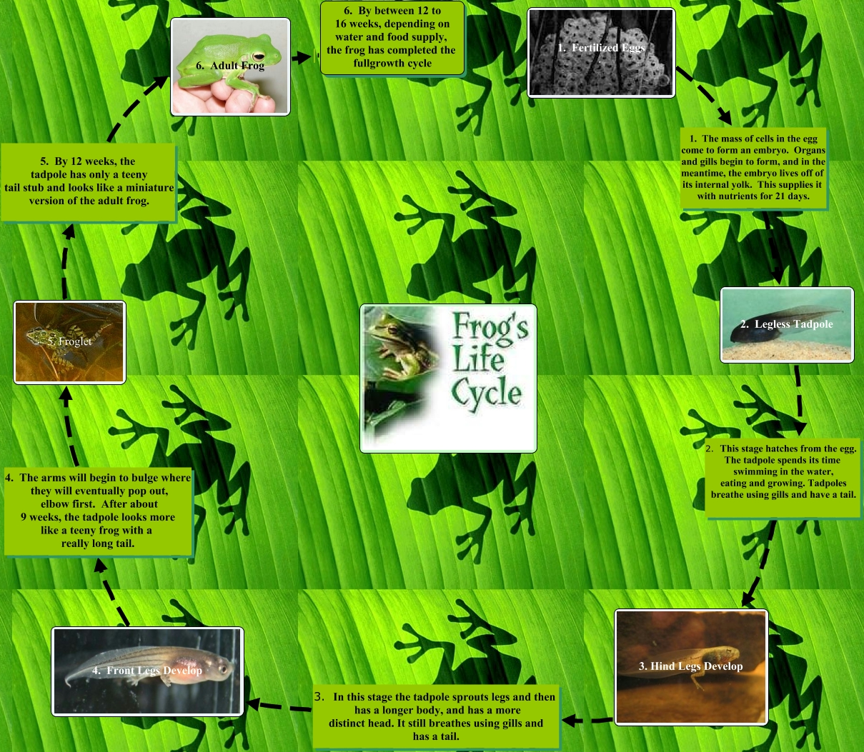 Frog Life Cycle