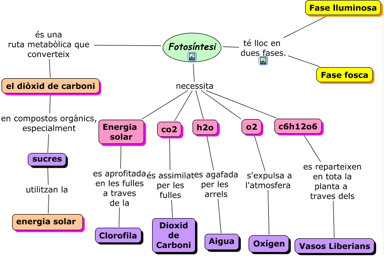 fotosintesis mapa conceptual