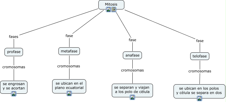 Copia de reproduccion mitosis