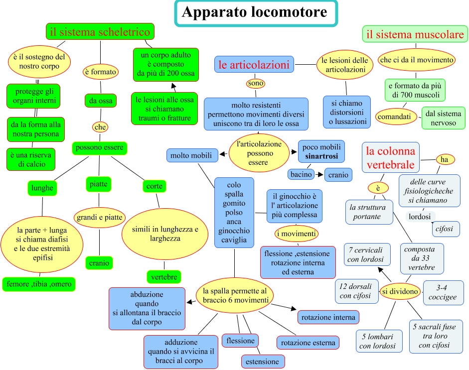 Apparato locomotore - Da cosa è costituito l'apparato locomotore?