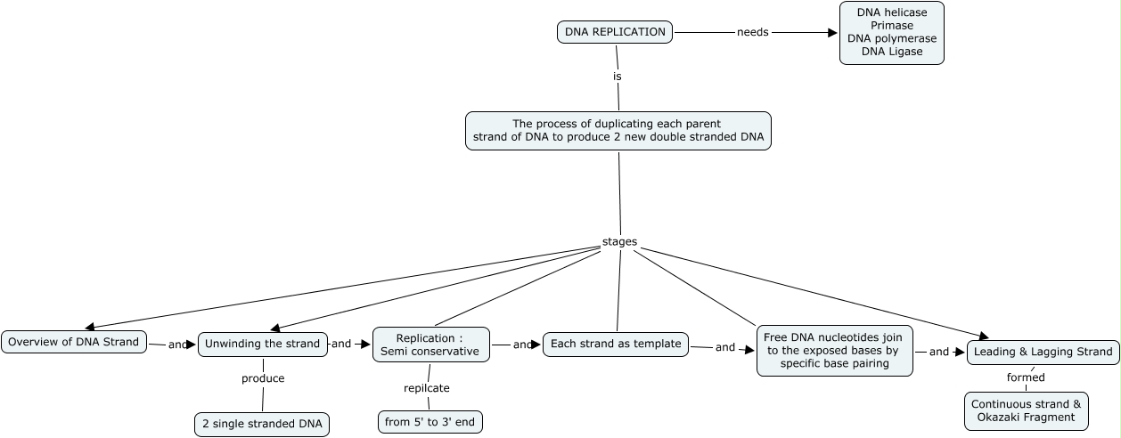 concept map DNA replication