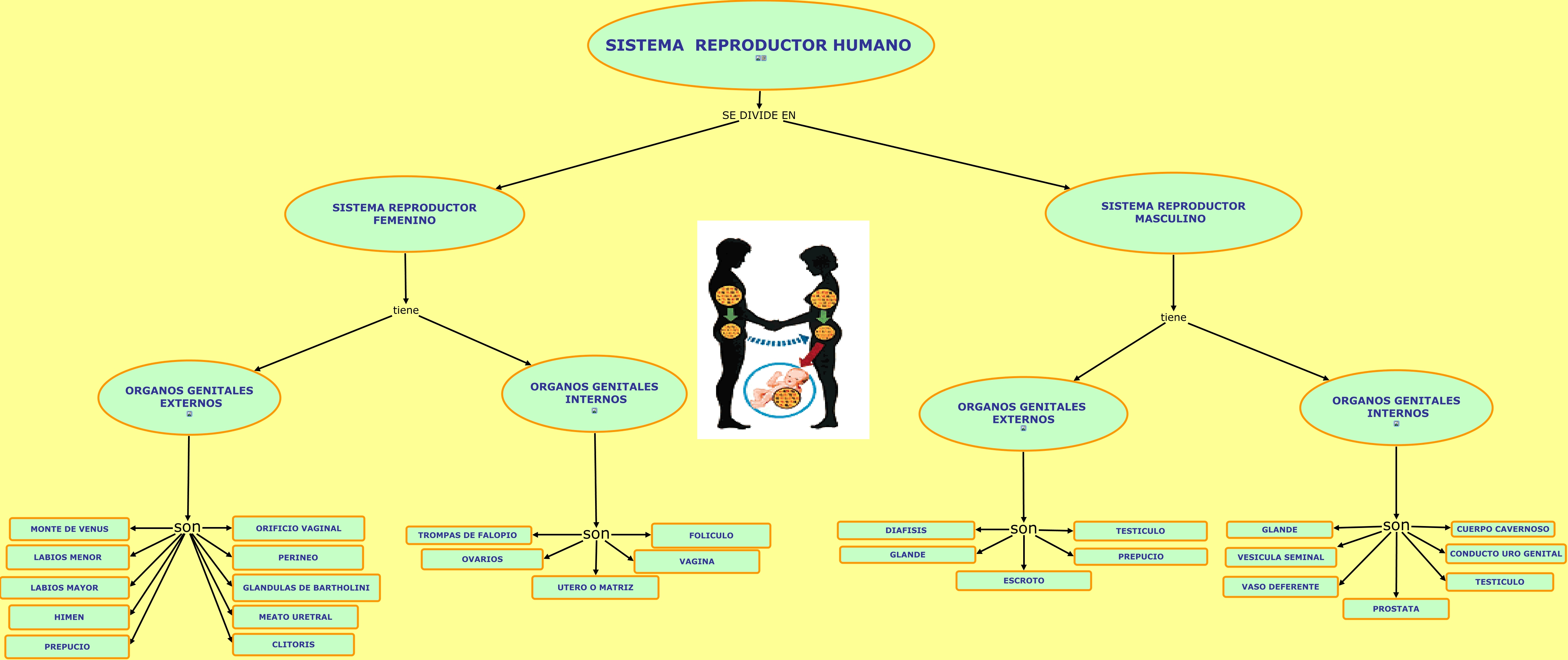 Sistema Reproductor Humano Nº3
