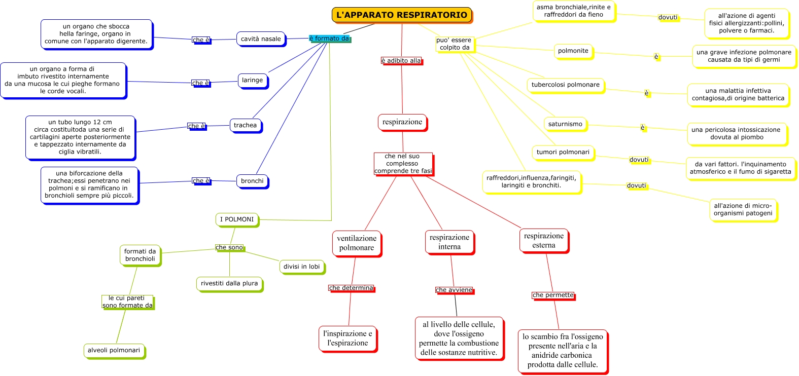 Apparato Respiratorio Perna Mappa Concettuale