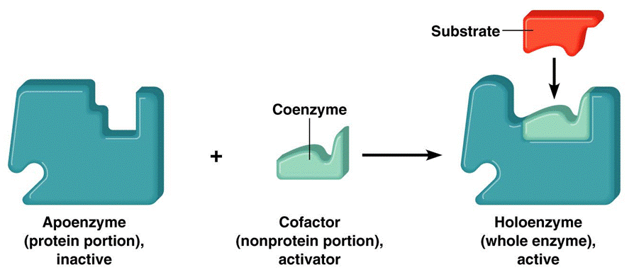 14.2 COFACTOR_lina enzymatic diagram 