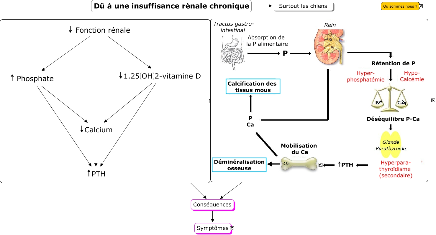 Physiopathologie De L’Insuffisance Rénale Chronique – XICHUC