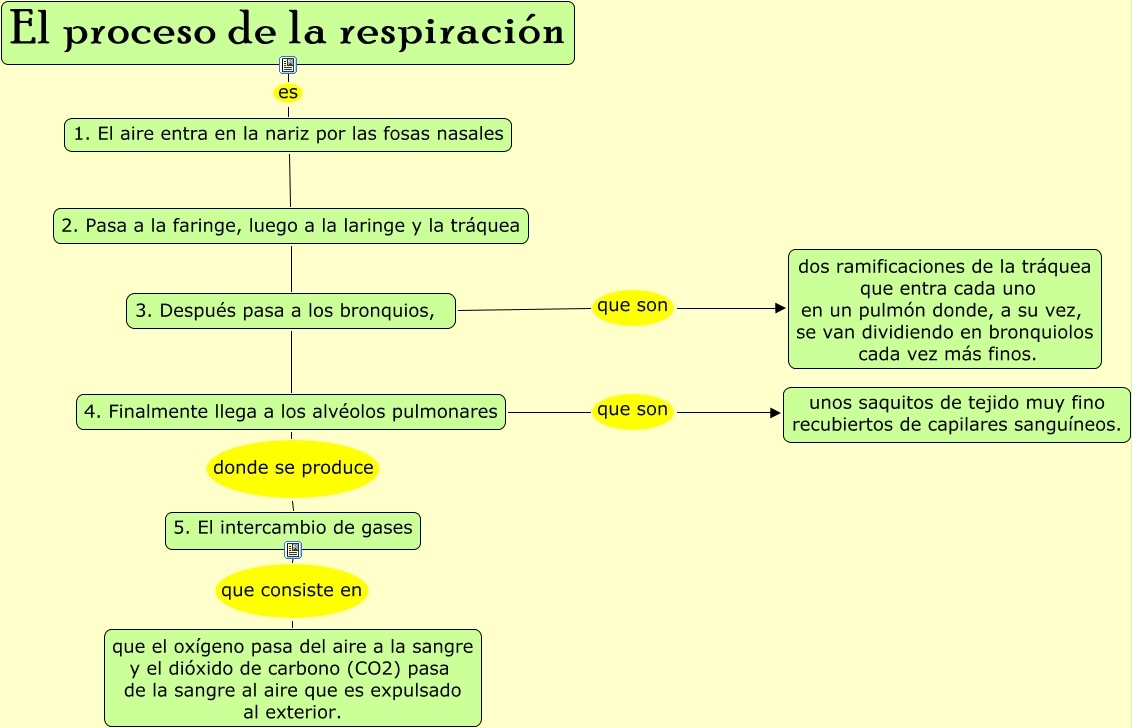 El proceso de la respiración