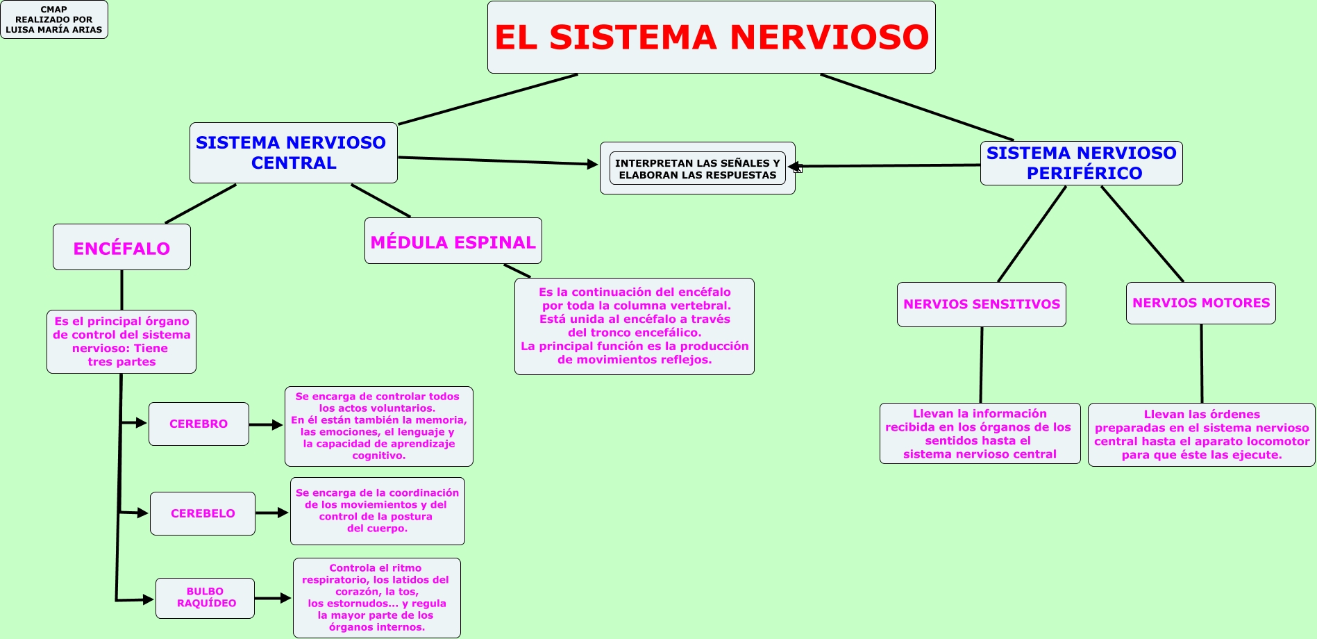 EL SISTEMA NERVIOSO