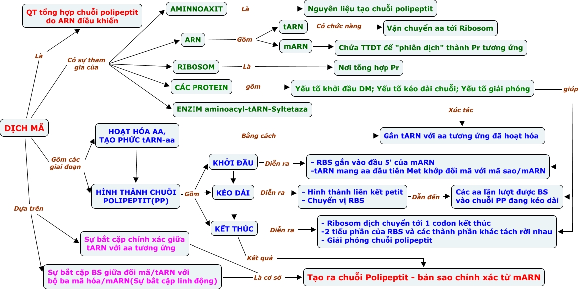 Bài tập 7: Tính toán khối lượng mol của một tripeptit