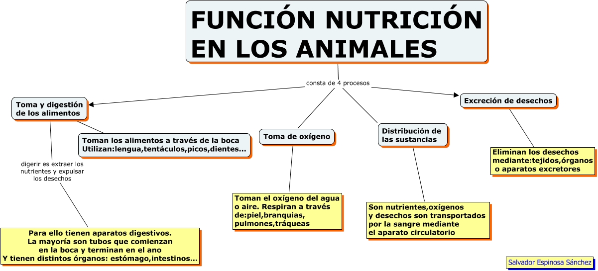 Te mejorarás ayudante Escepticismo Función de nutrición en los animales-5º