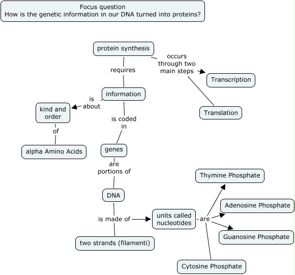 Protein Synthesis How Is The Genetic Information In Our Dna