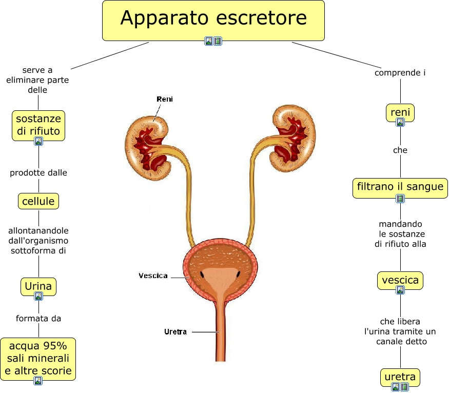 Riassunto apparato escretore