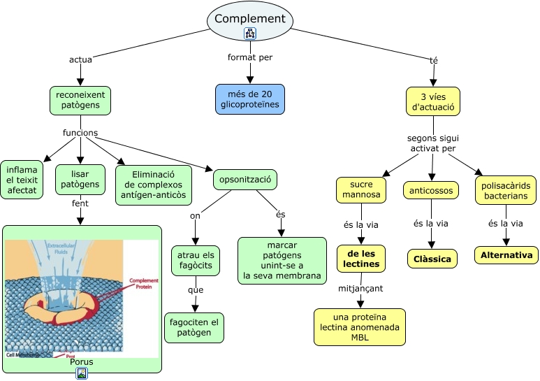 Complement