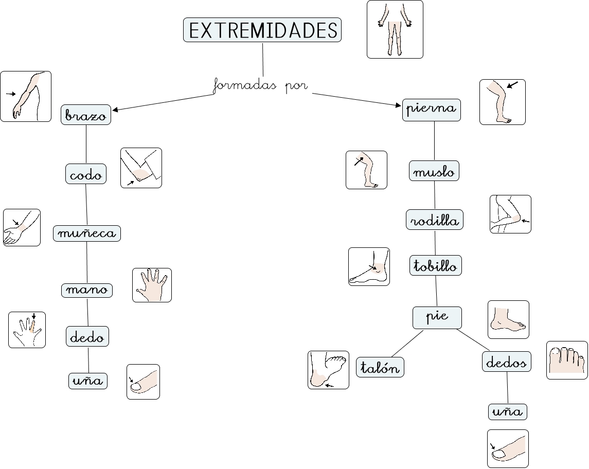 extremidades