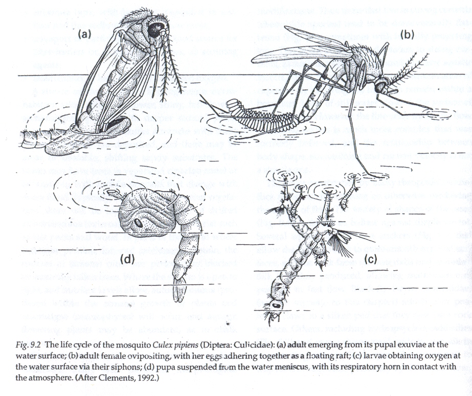Какой тип развития у комара. Строение личинки комара анофелес. Жизненный цикл комара Culex. Личинка комара Culex строение. Цикл комара рода анофелес.
