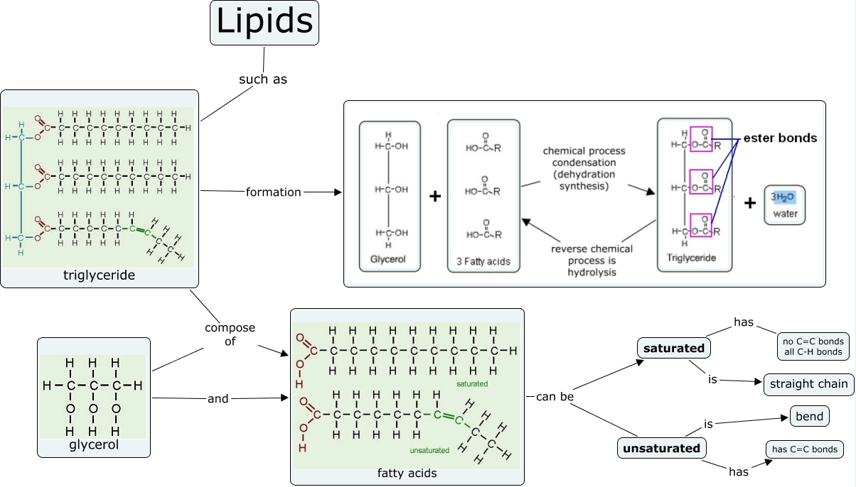 triglyceride_practical - molecules_of_life
