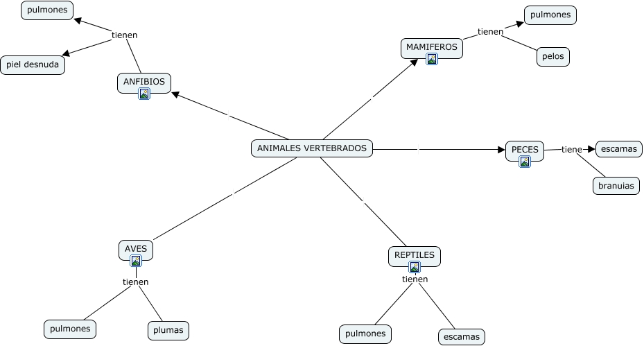 ANIMALES VERTEBRADOS MAPA MENTAL