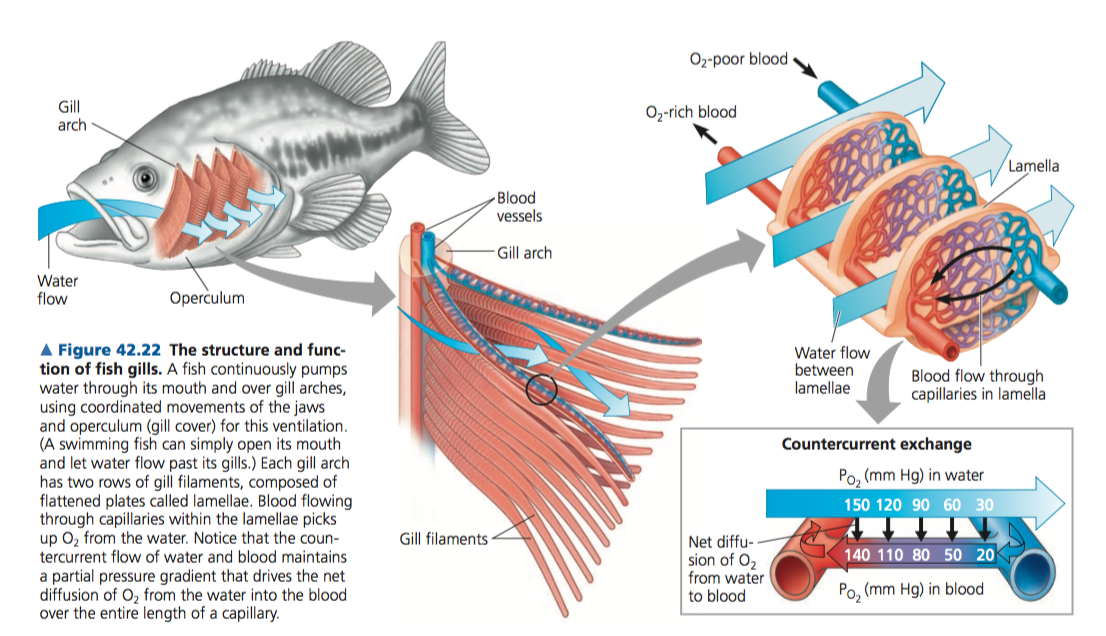 У рыбы есть жаберная крышка. Жабры рыб ЕГЭ. Приспособления костных рыб. Рыбы ЕГЭ биология. Жабры рыбы строение.