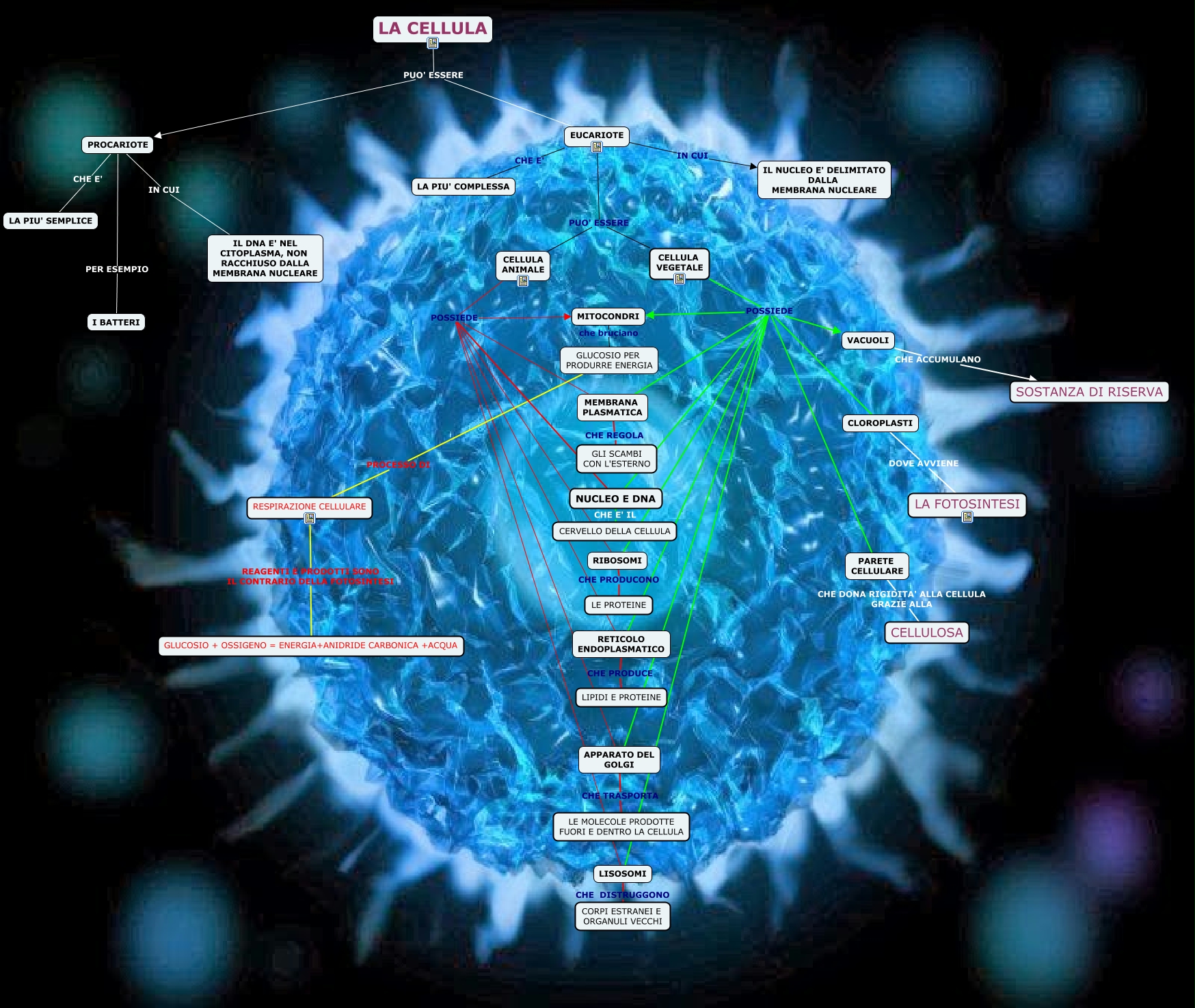 CELLULA