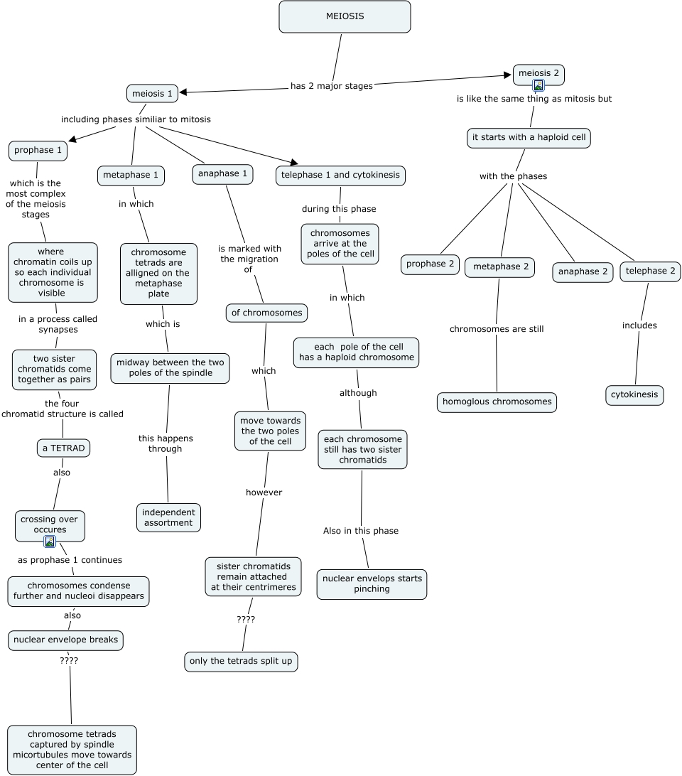 Meiosis 1 And 2 9963